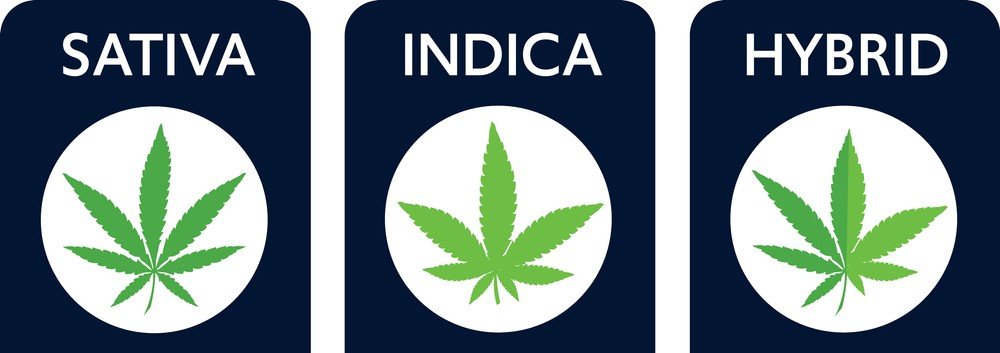 Image representing the difference between Indica Sativa and Hybrid high
