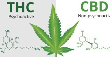 Does cbd affect THC tolerance