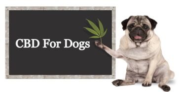 CBD Products For Dogs