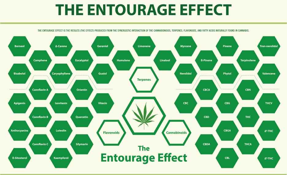 The entourage effect explained in image